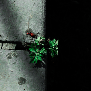 男人日女人屄视频
